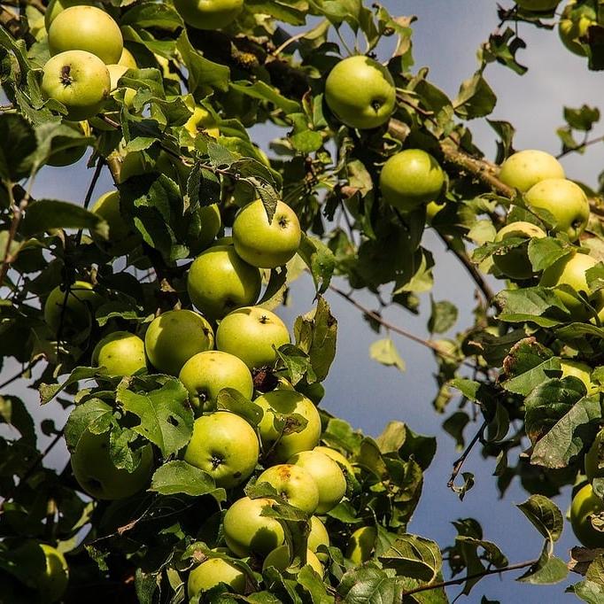 APPLE GOLDEN DELICIOUS 2 YR BUSH 10Ltr - Image 3