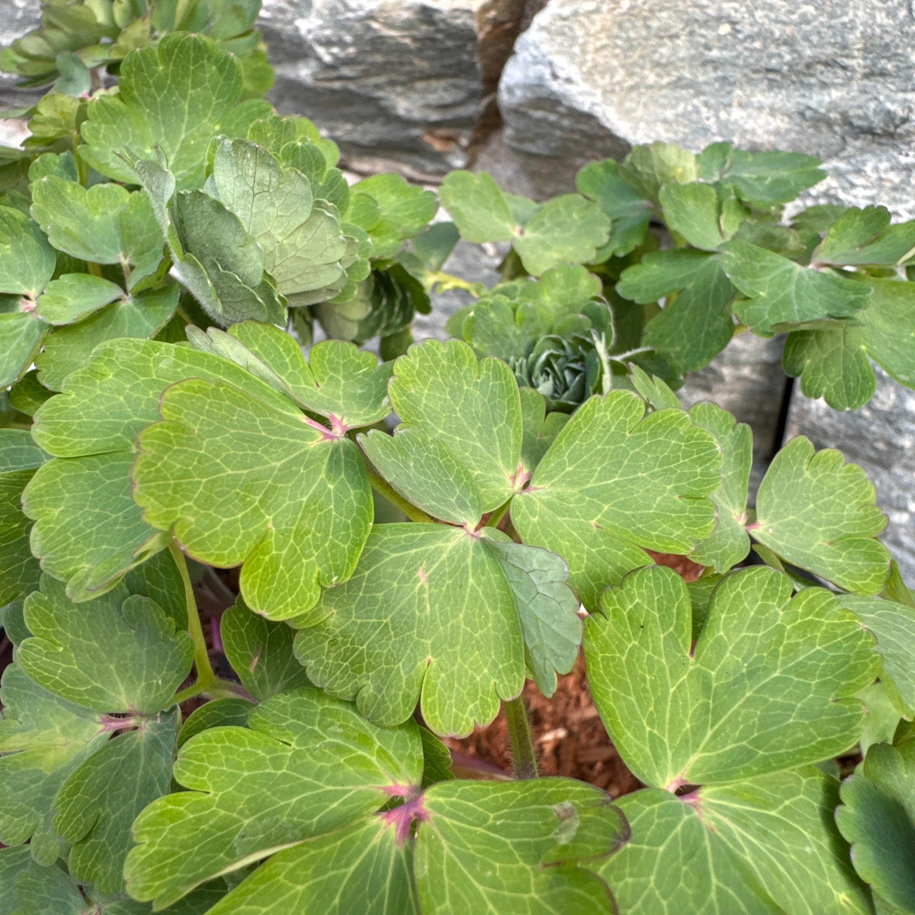 AQUILEGIA Black Barlow - Image 3