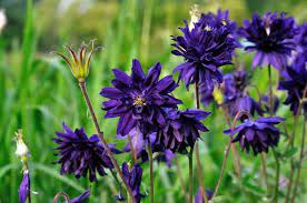 AQUILEGIA Blue Barlow