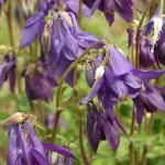 Aquilegia vulgaris Woodside - Image 3