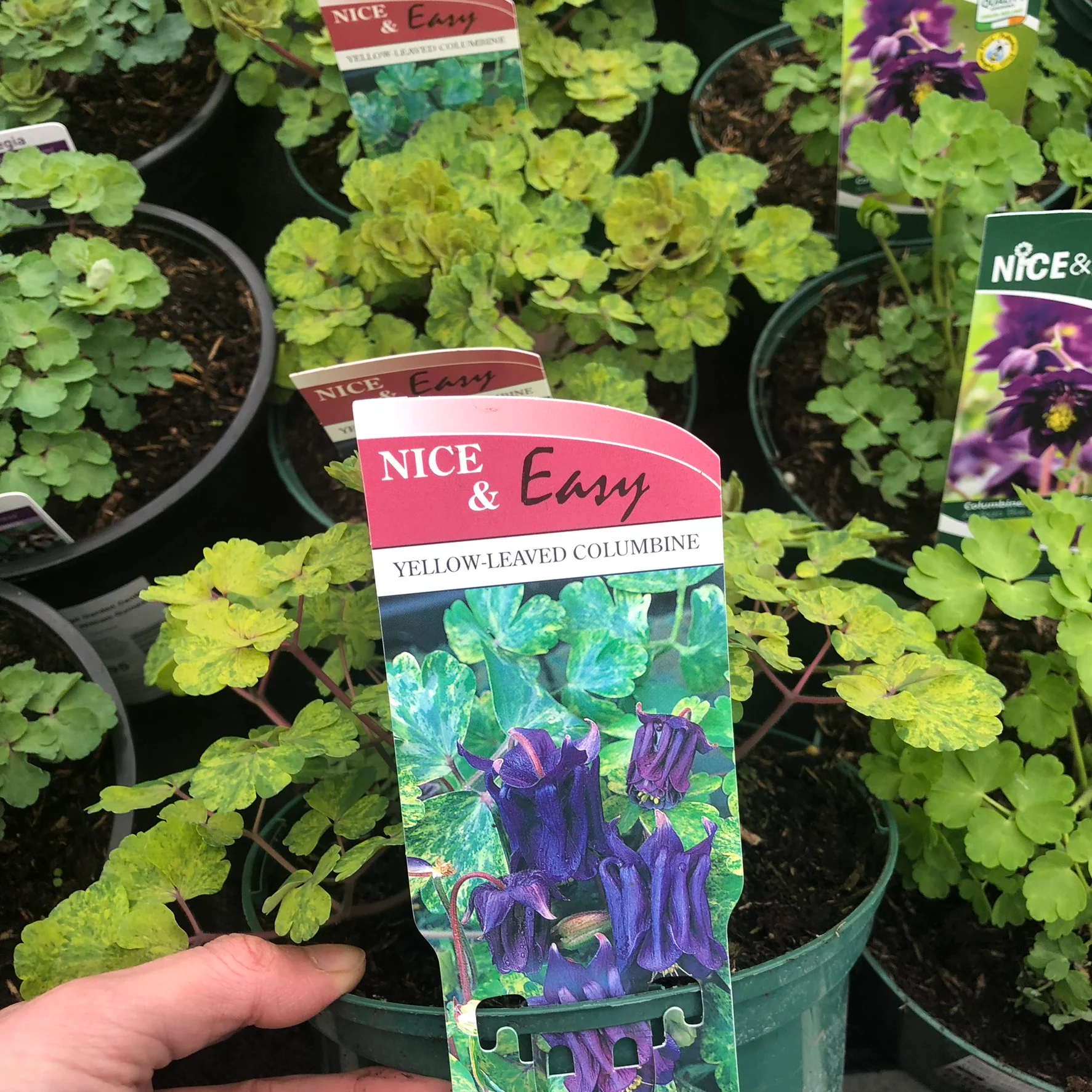 Aquilegia vulgaris Woodside - Image 4