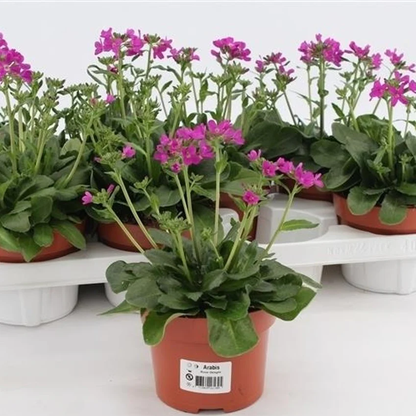 Arabis blep. Rose Delight  (P13 Pot) - Image 2