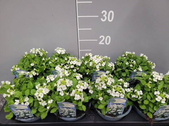 Arabis cauc. Little Treasure White - Image 2
