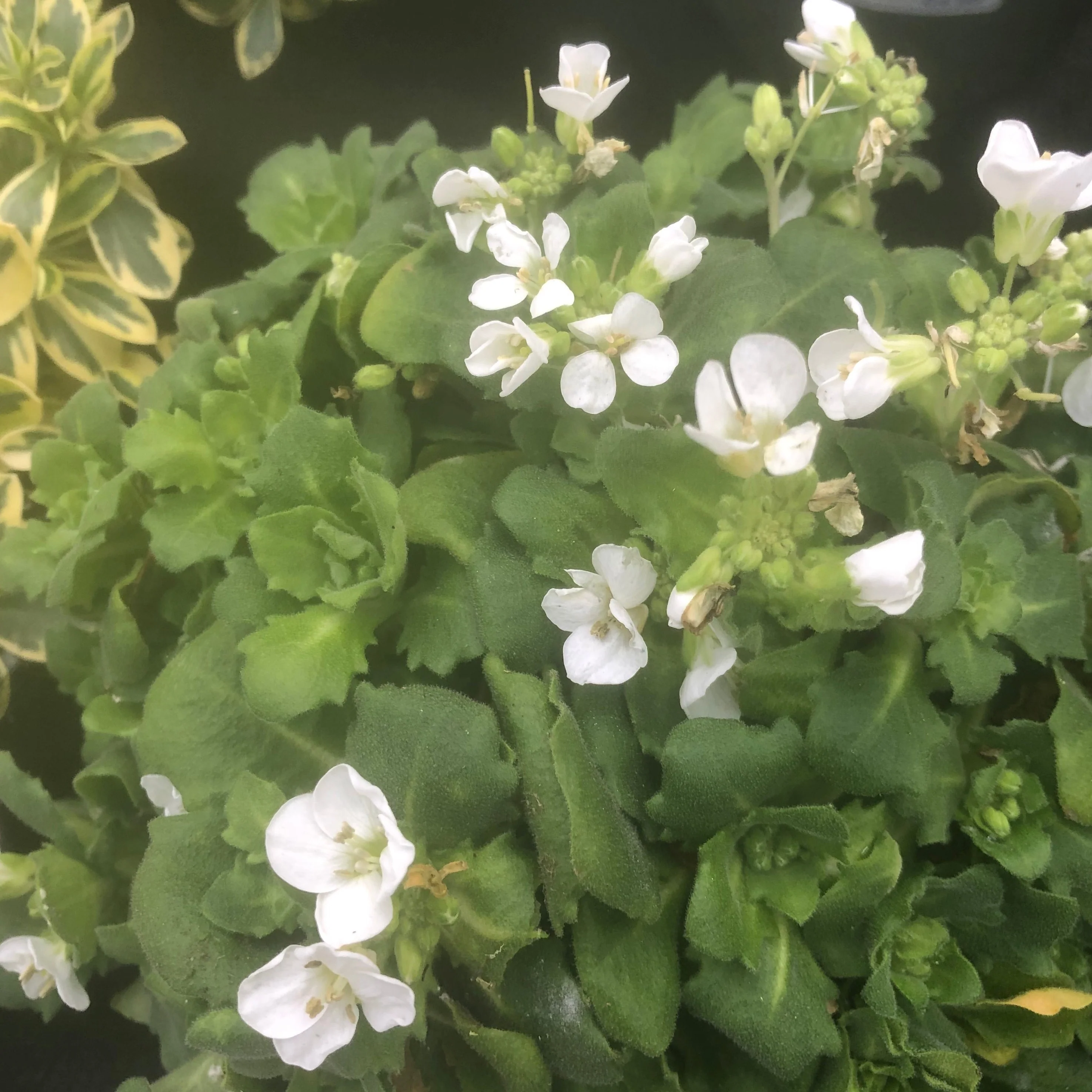 Arabis Caucasia
