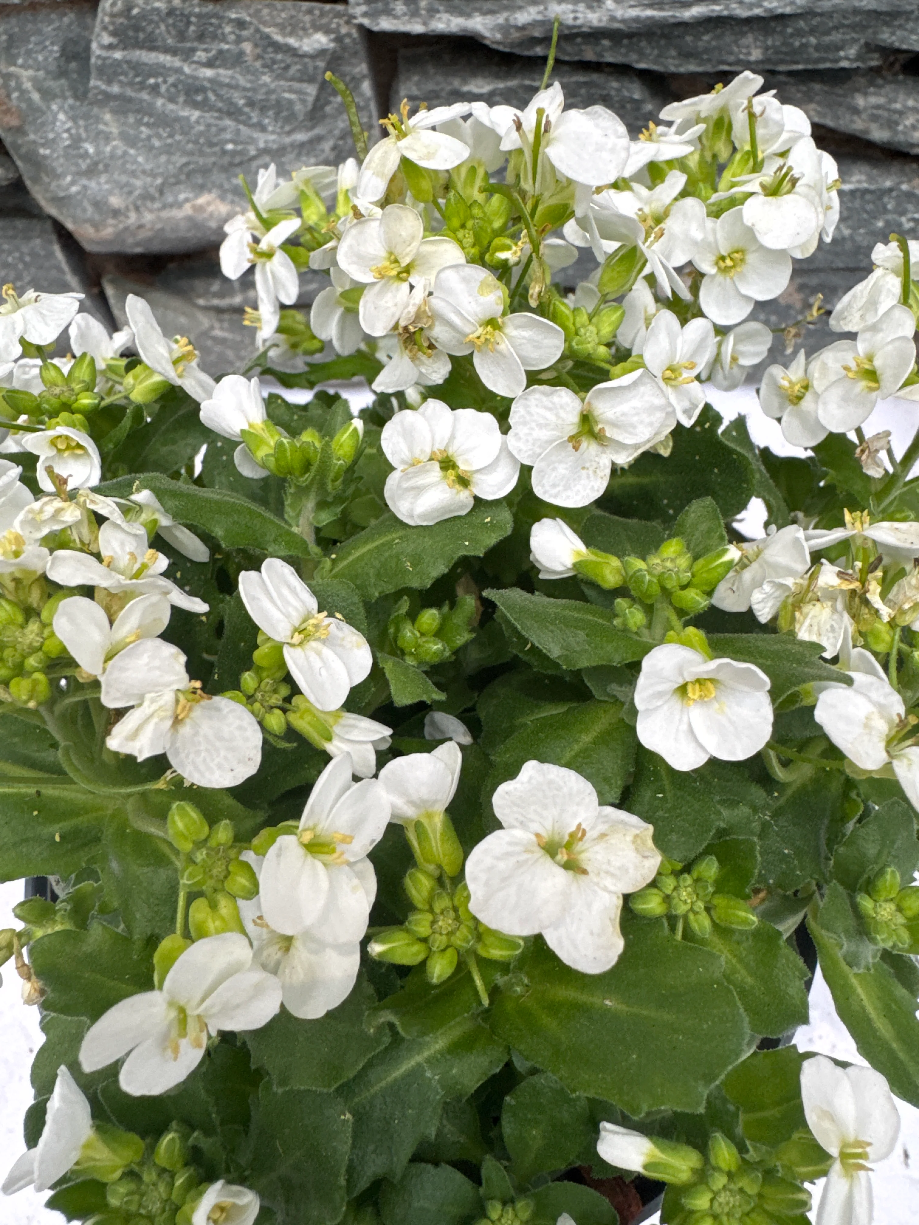 ARABIS caucasia Aubris White - Image 2
