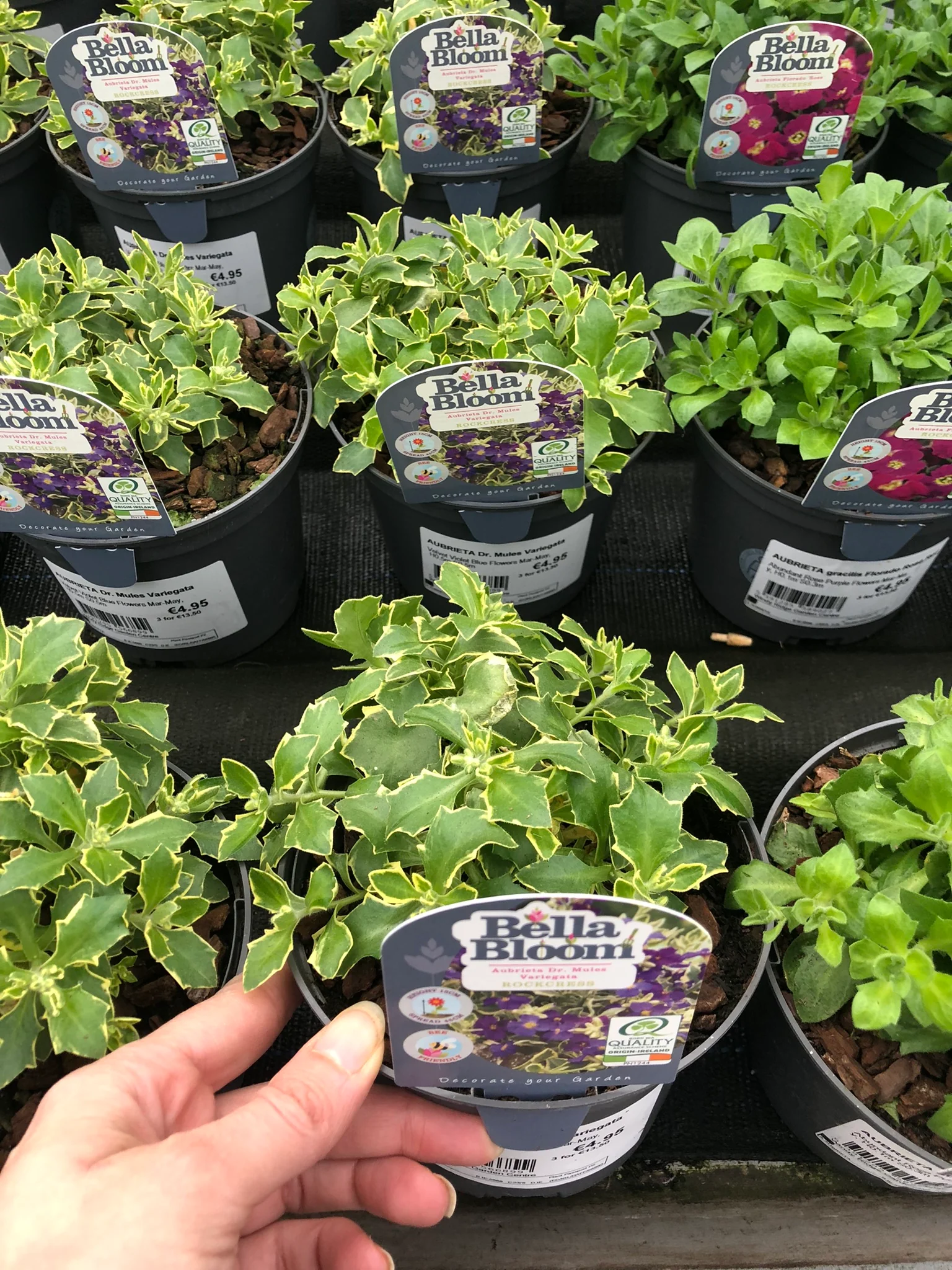 Arabis Ferdinand-coburgii Variegata - Image 2