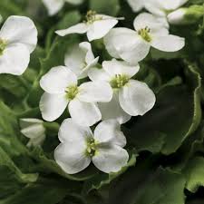 Arabis Caucasica White - Image 2