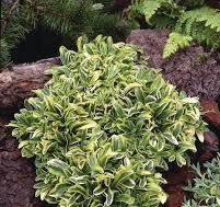 Arabis Old Gold  P13 - Image 2