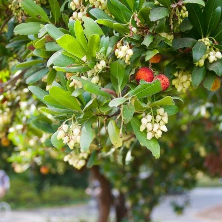 Arbutus unedo