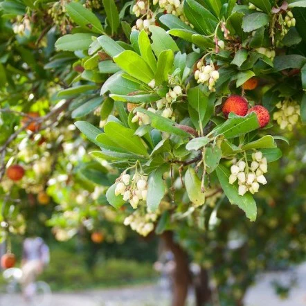 ARBUTUS UNEDO CLT 10 - Image 2