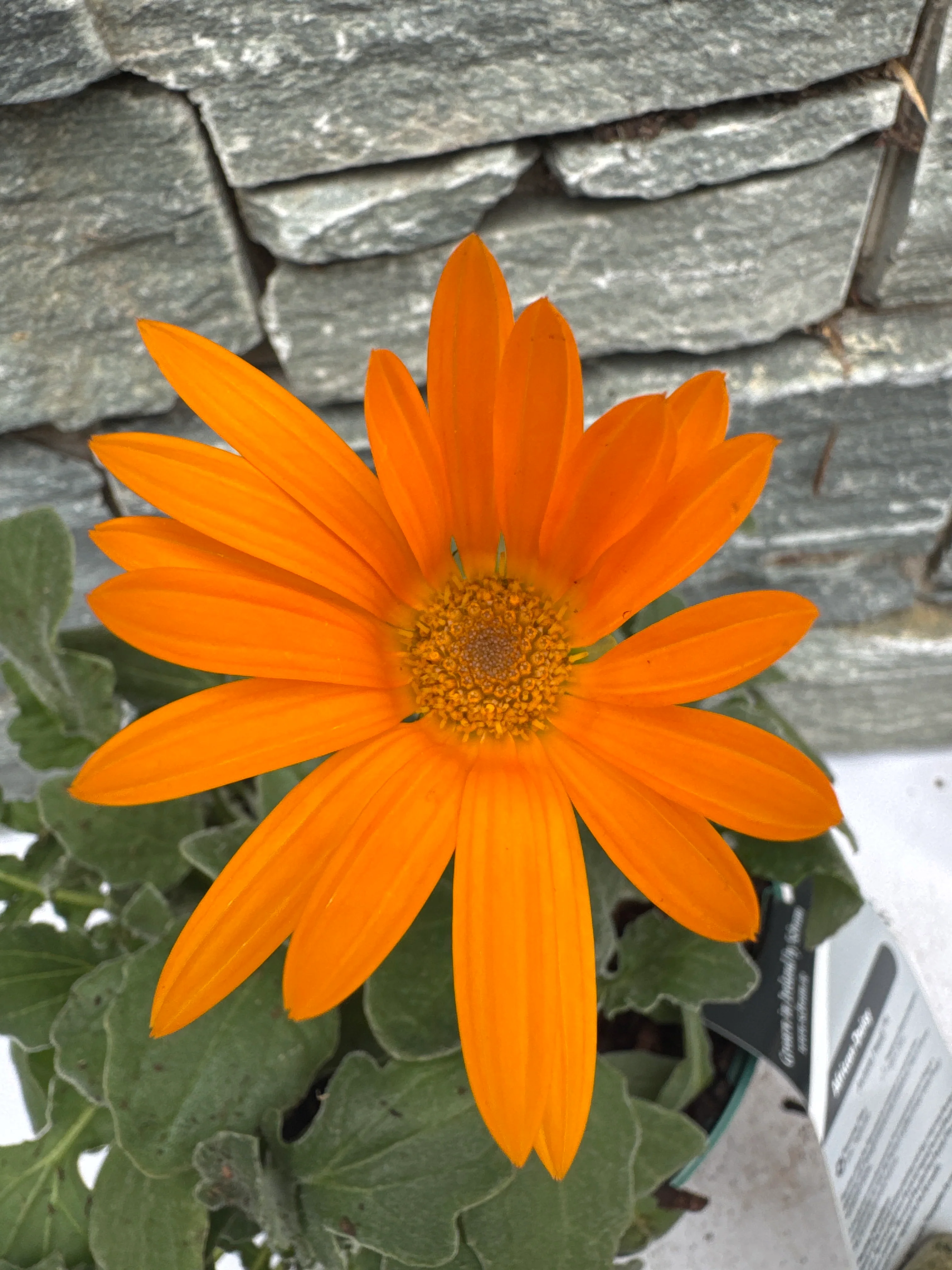 Arctotis Heidi - Image 2