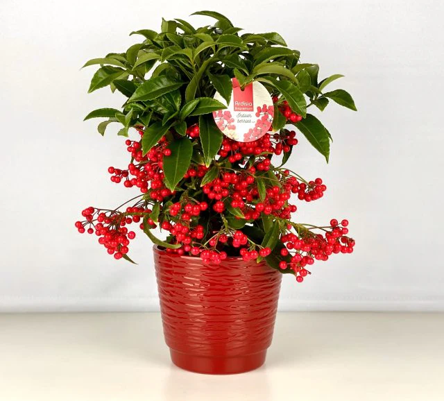 Ardisia crenata red 16 cm ceramic pot