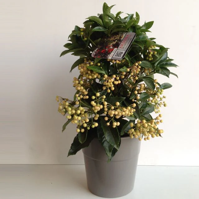 Ardisia crenata white Terracotta pot 15 cm