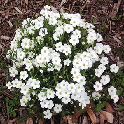Arenaria 3 Ltr - Image 3