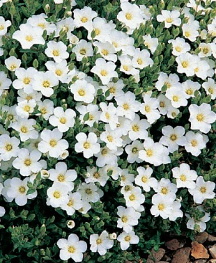 Arenaria montana
