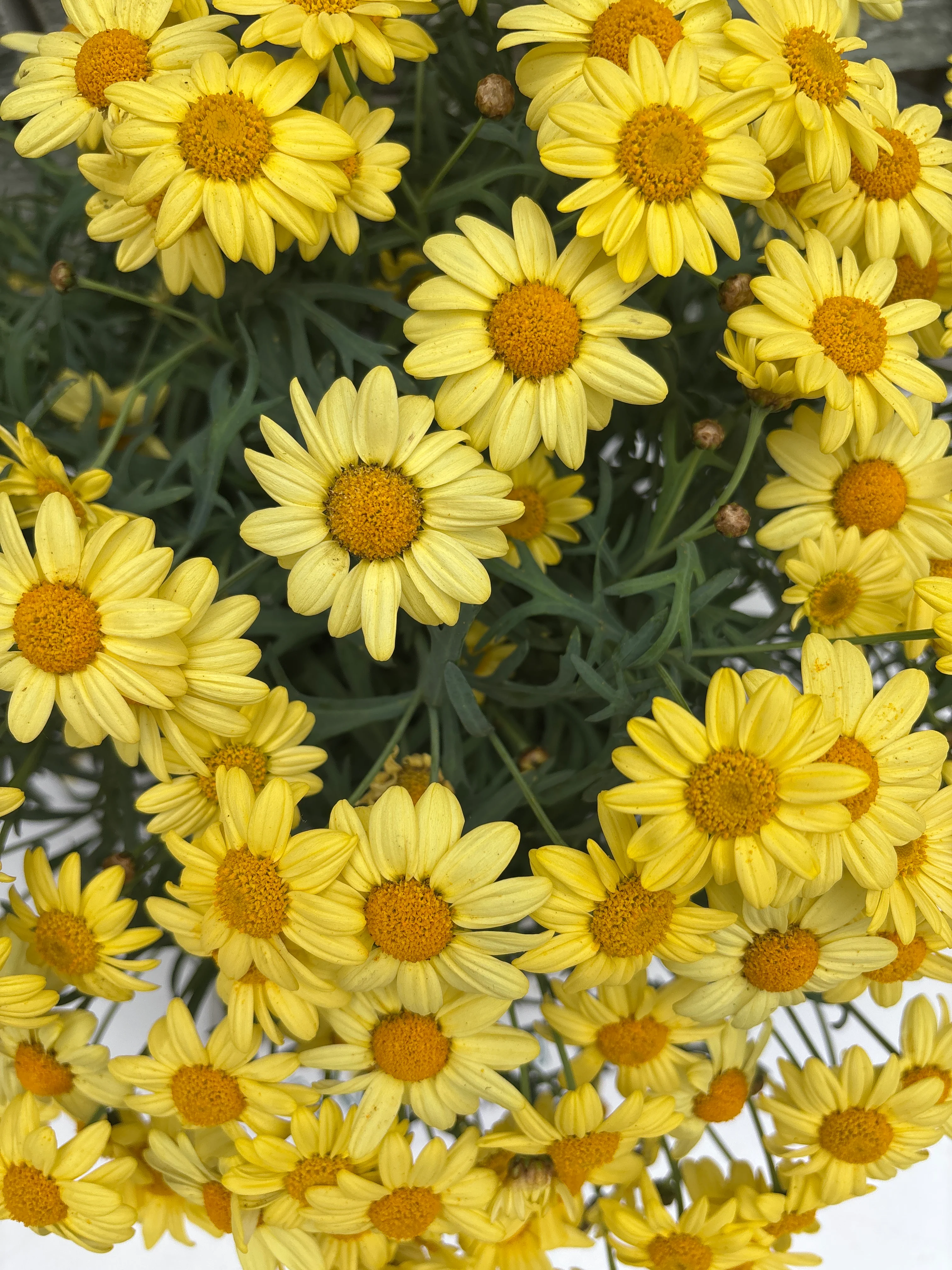 Argyranthemum frutescens(yellow) P19 - Image 3