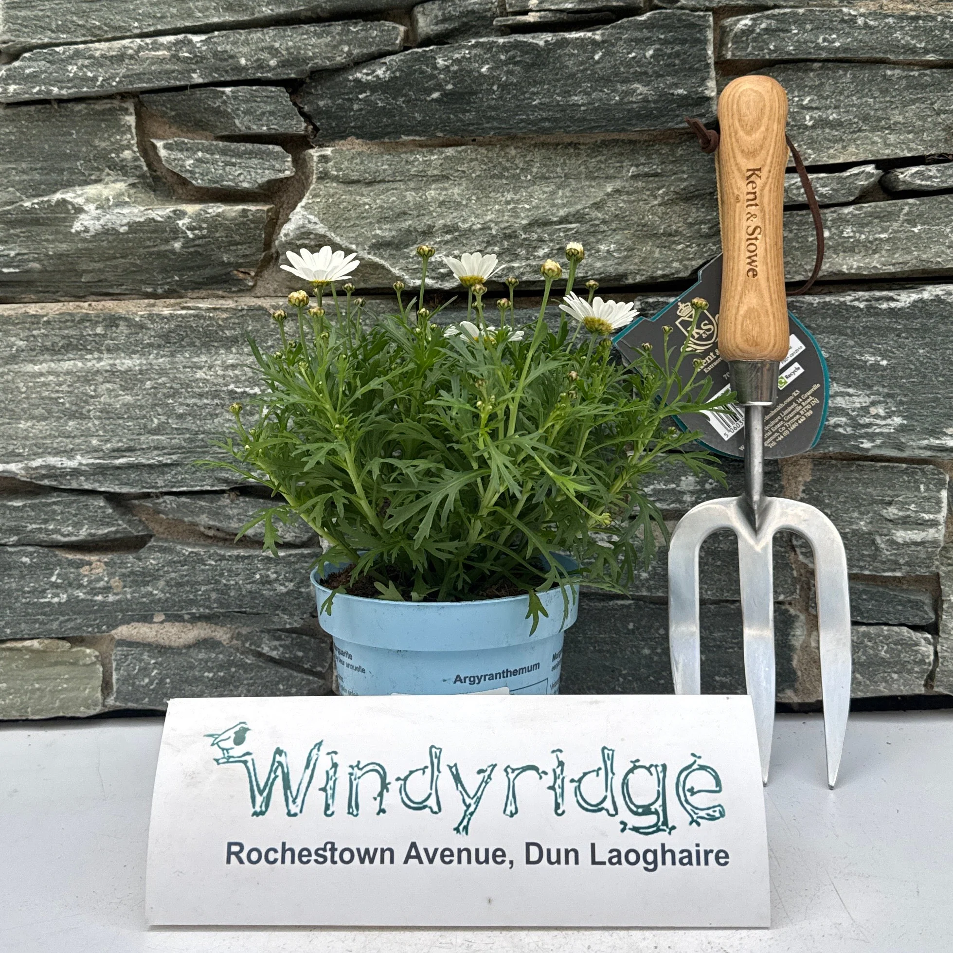 Argyranthemum La Rita Comp White