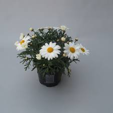 Argyranthemum La Rita Comp White - Image 2