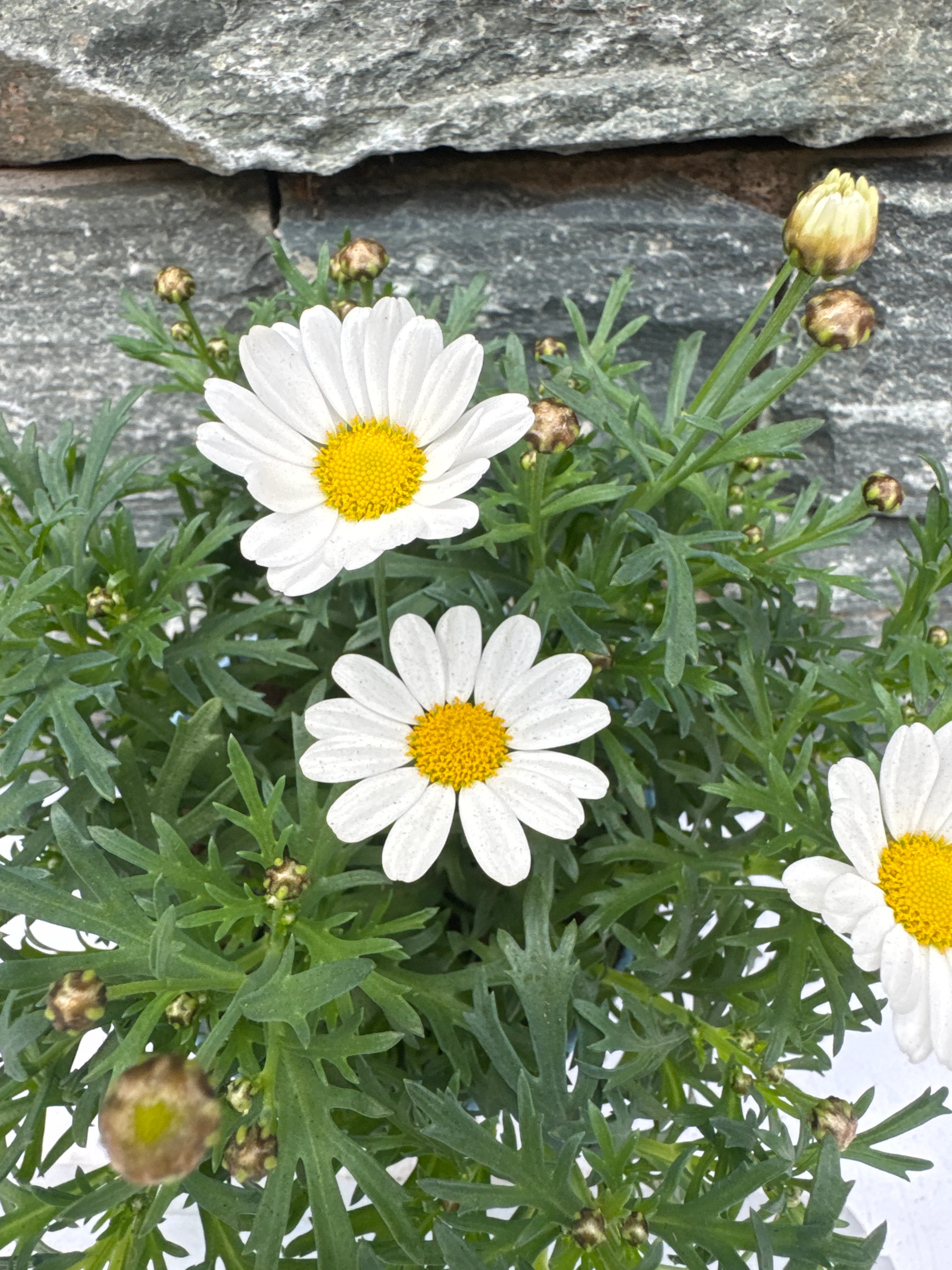 Argyranthemum La Rita Comp White - Image 3