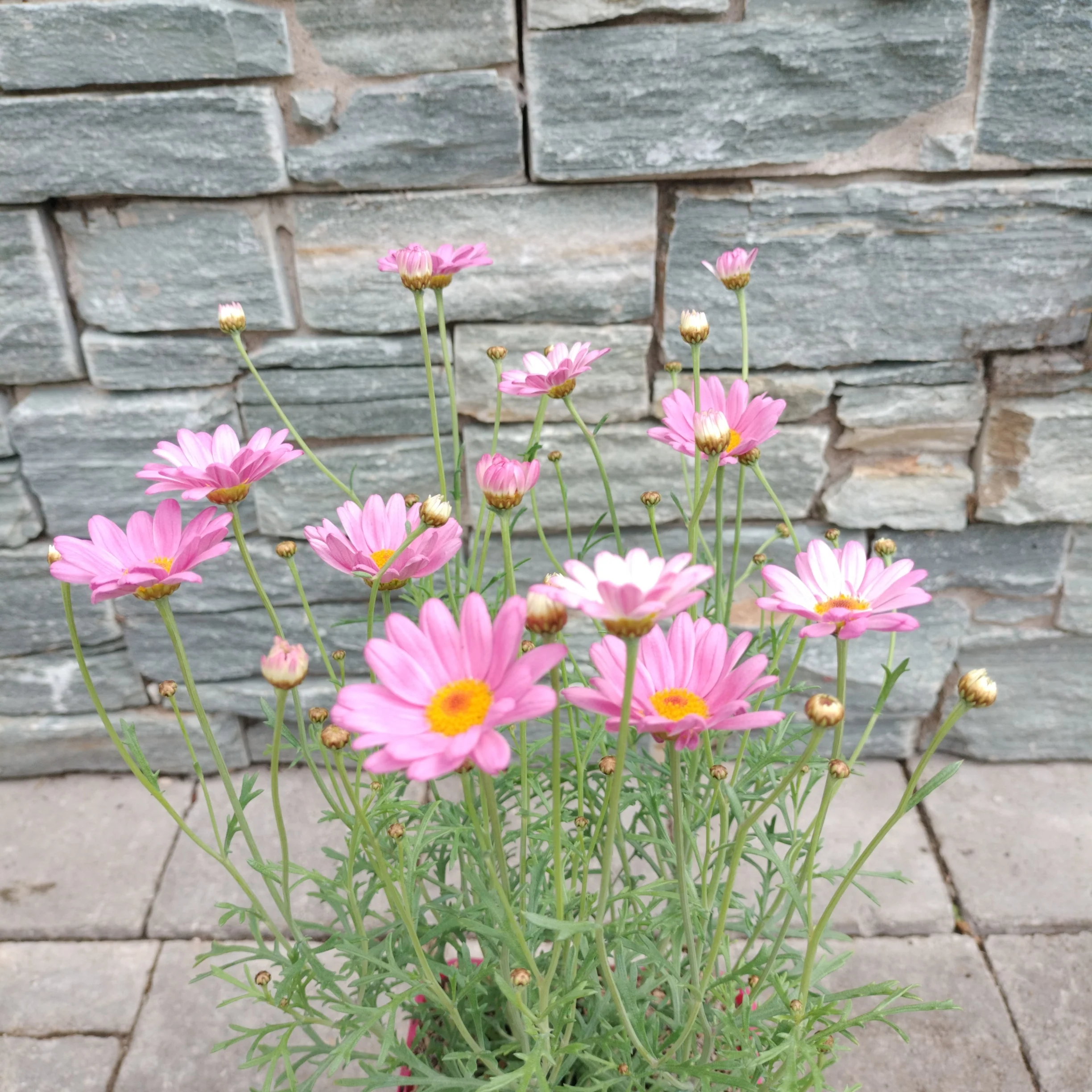 Argyranthemum LaRita Rose - Image 3