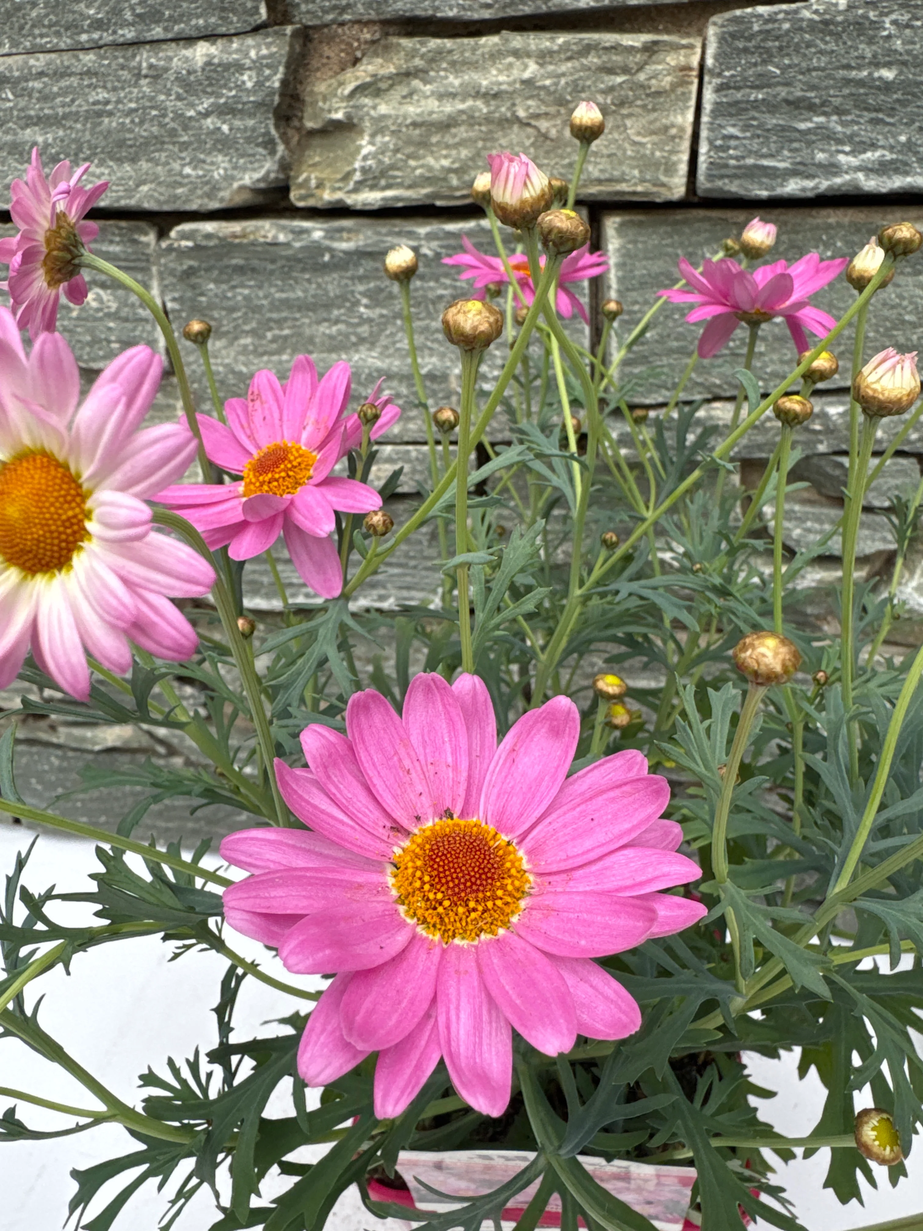 Argyranthemum Simba® Pink - Image 2