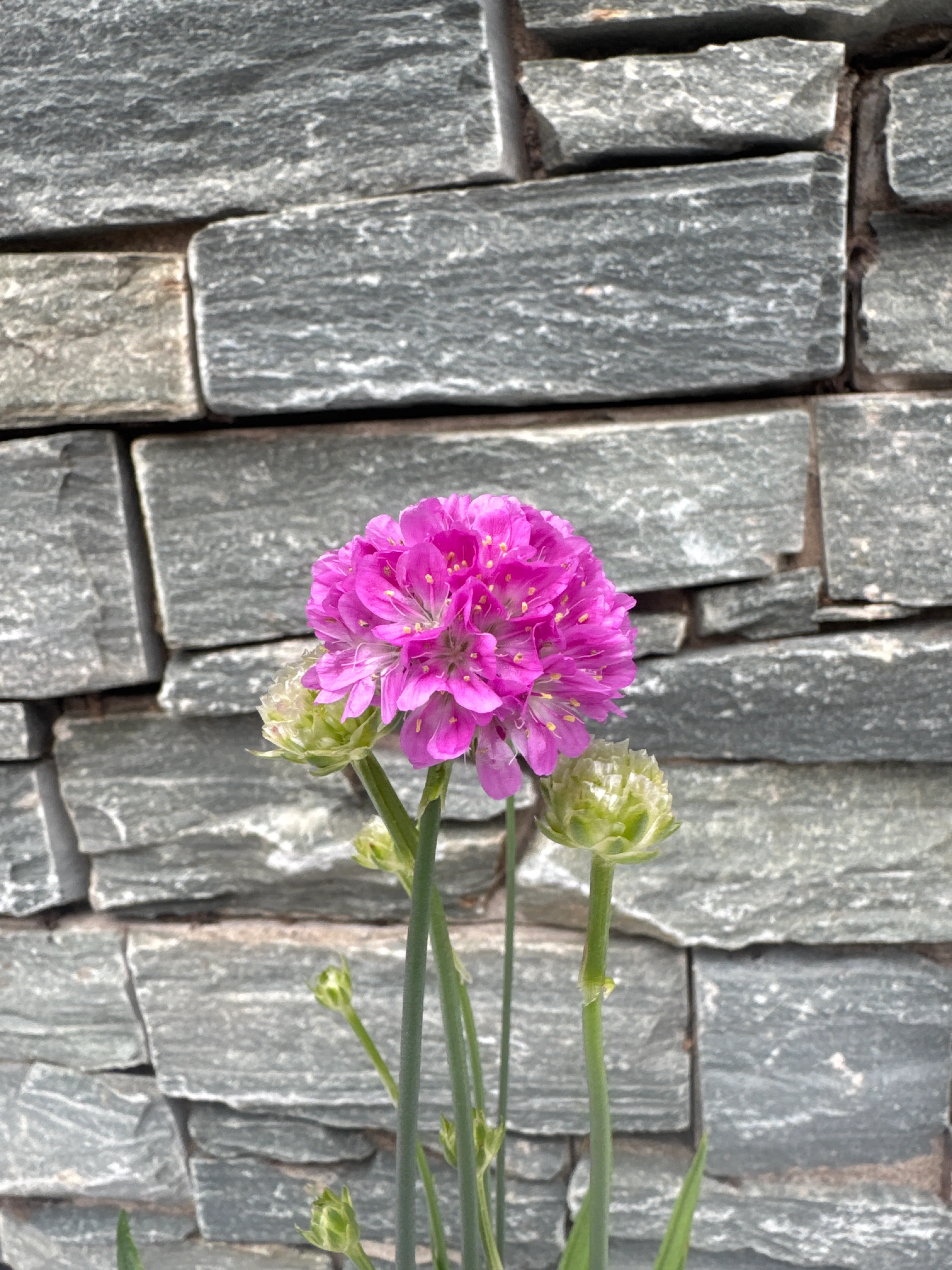 Armeria 1ltr - Image 2