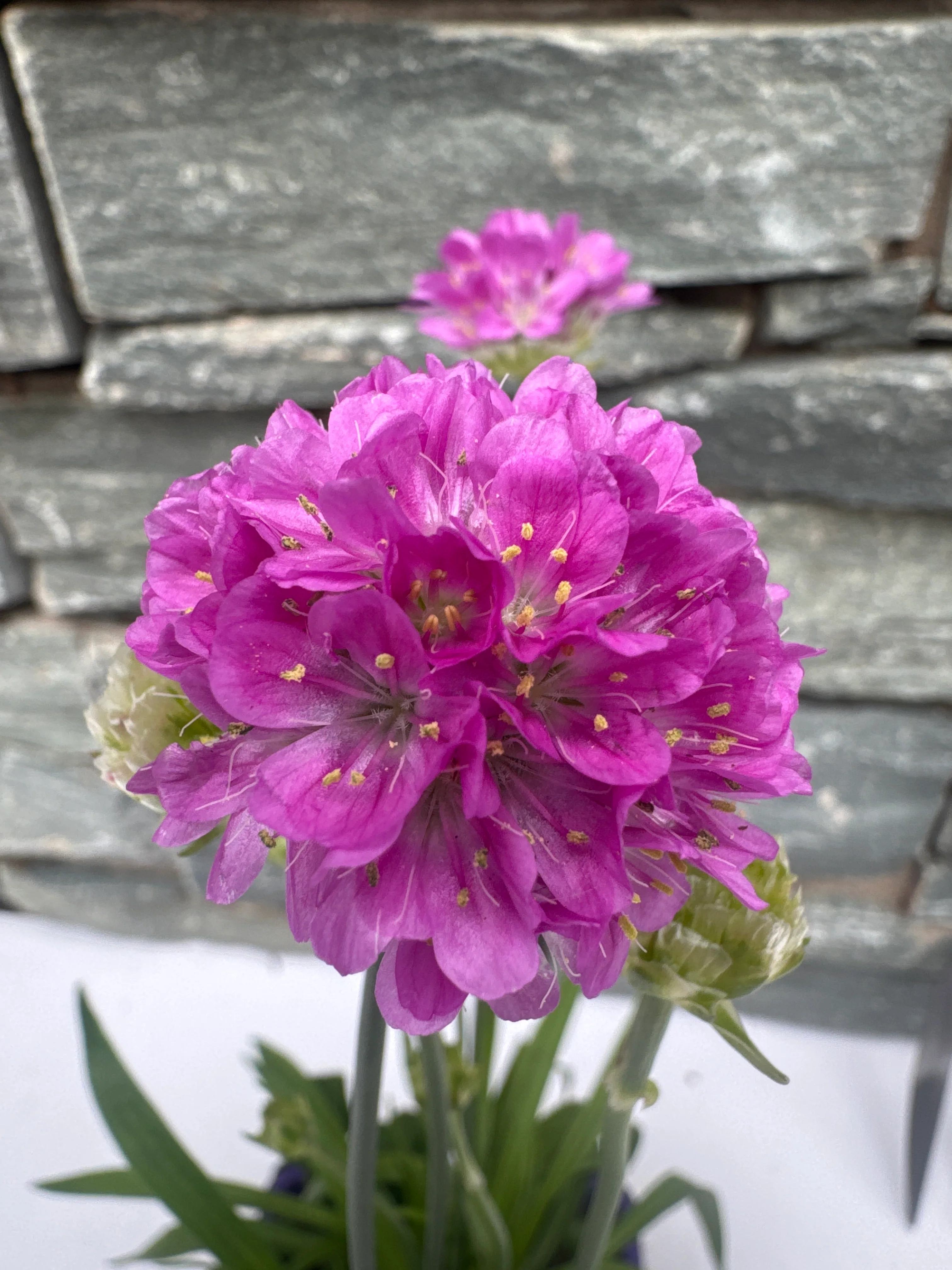 Armeria 1ltr - Image 3
