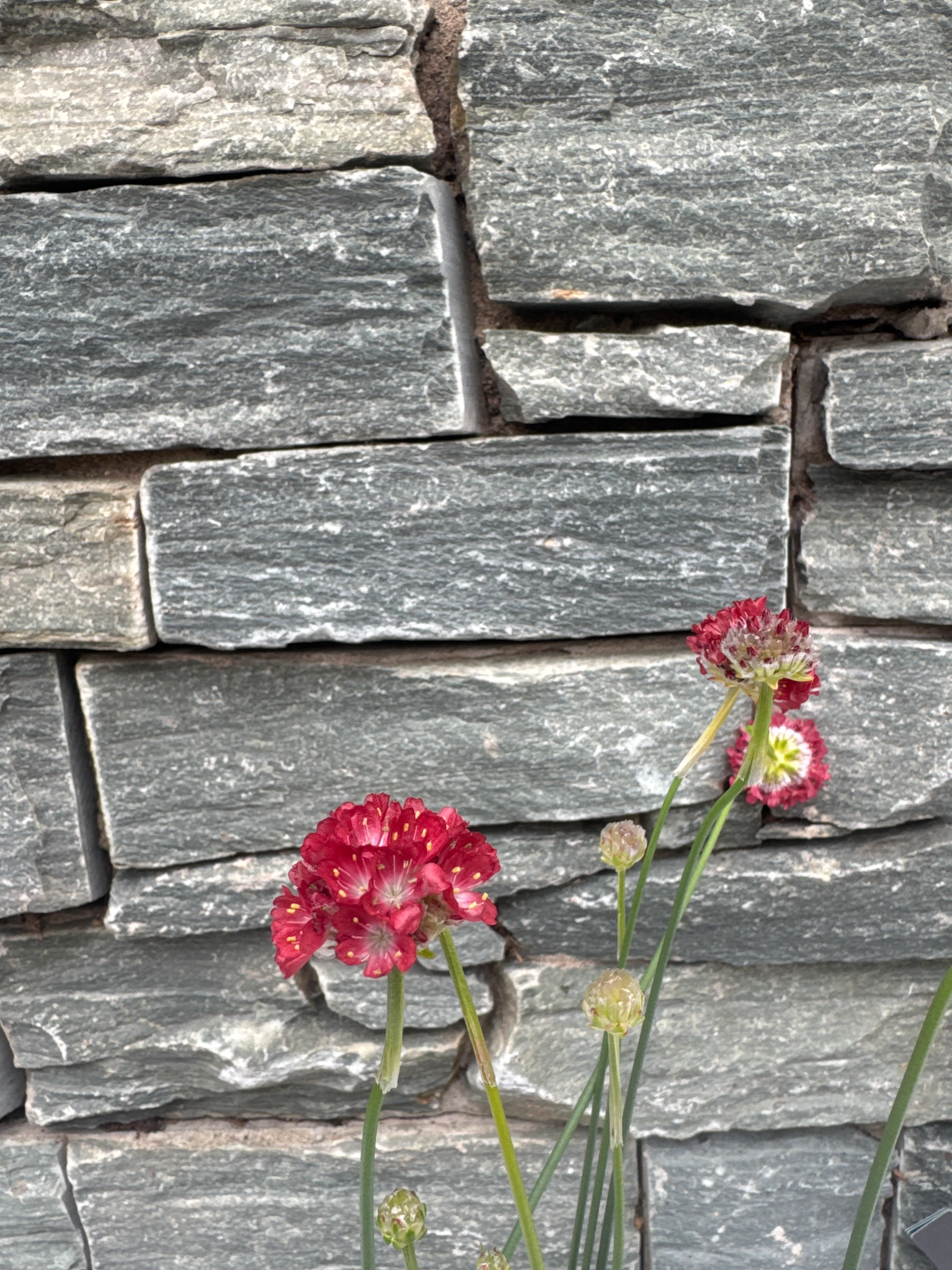 Armeria 1ltr - Image 4