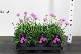 Armeria 3 Ltr - Image 3