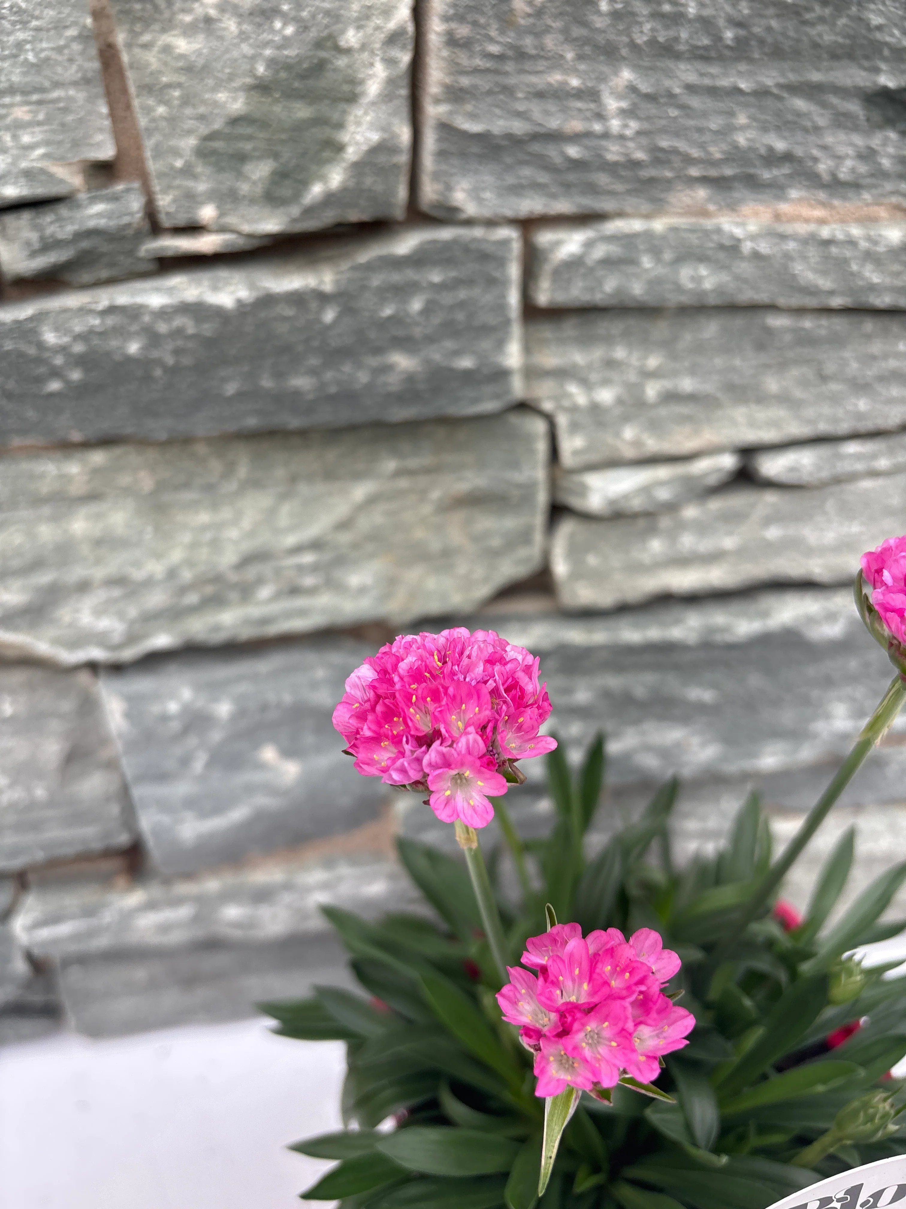 Armeria Dreameria Day Dream - Image 2