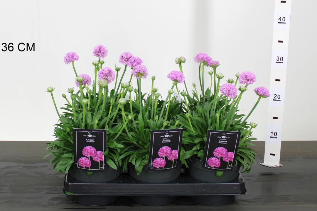 Armeria Dreameria Sweet Dreams - Image 3