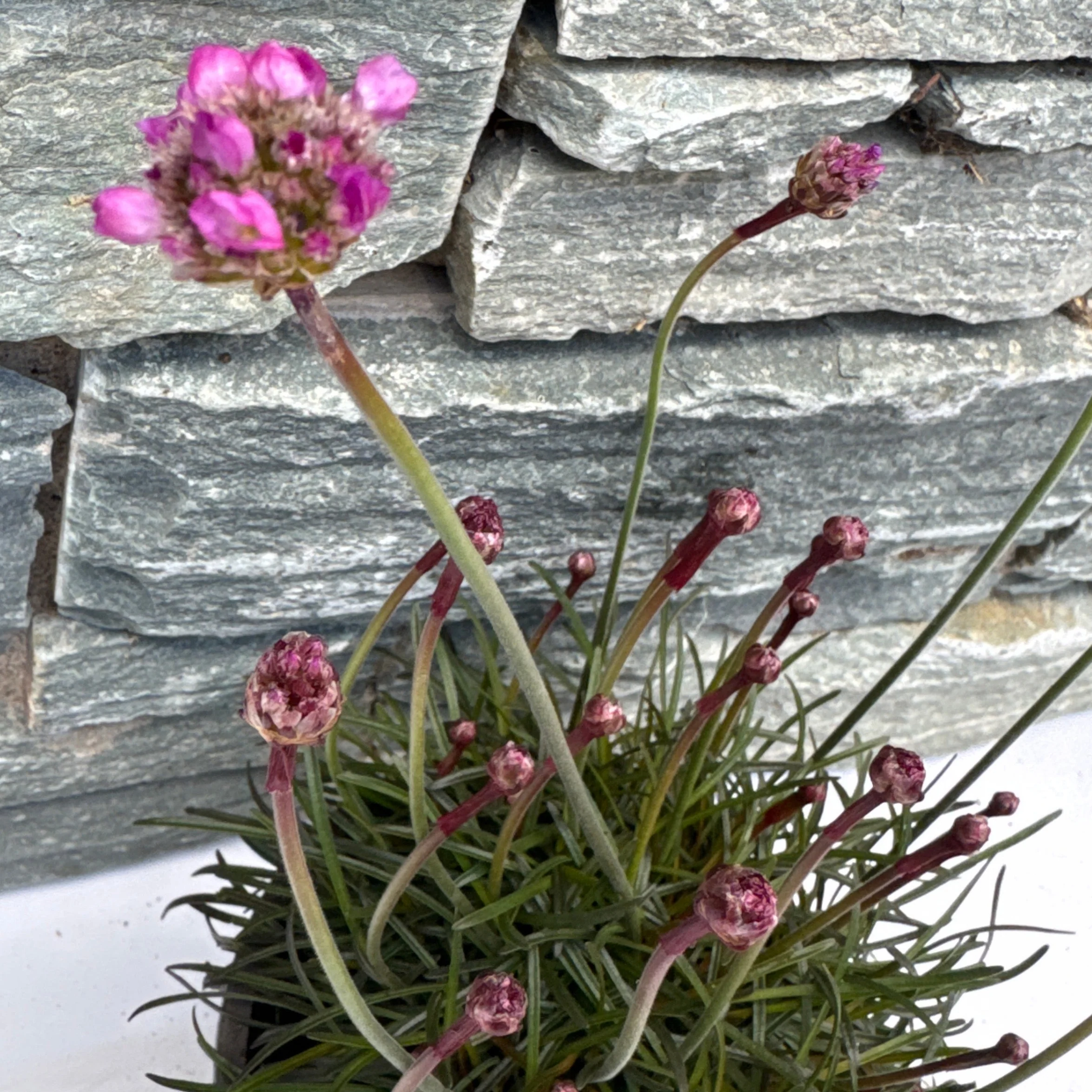 Armeria mar. 'Rubrifolia' 30-35 cm. - Image 3