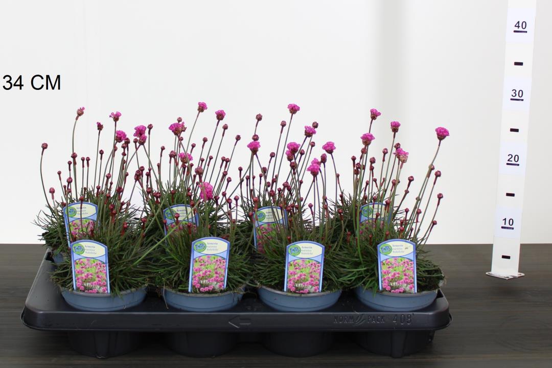 Armeria mar. Rubrifolia