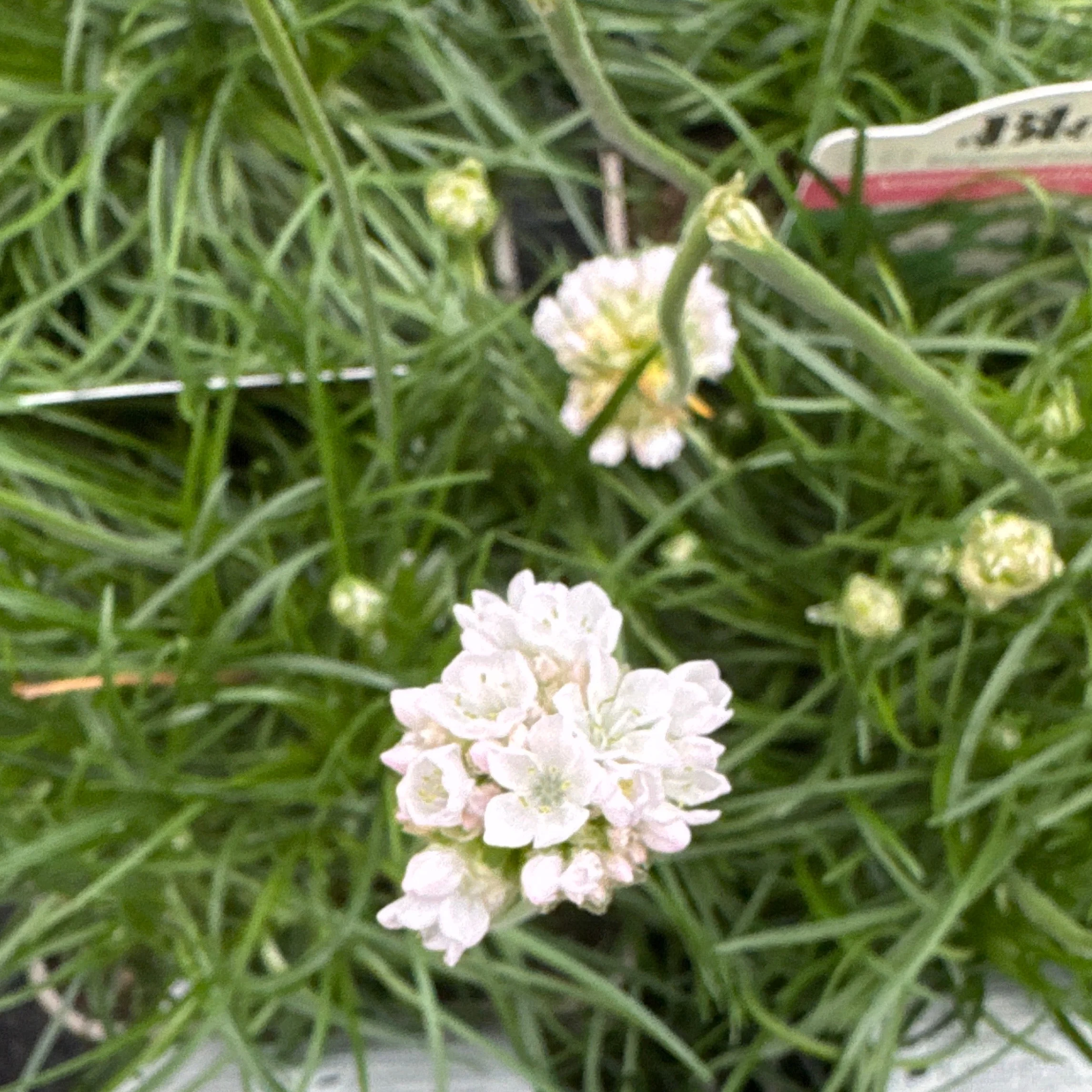 Armeria maritima Alba - Image 4