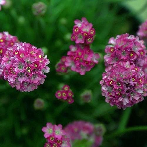 ARMERIA maritima Splendens NP - Image 2