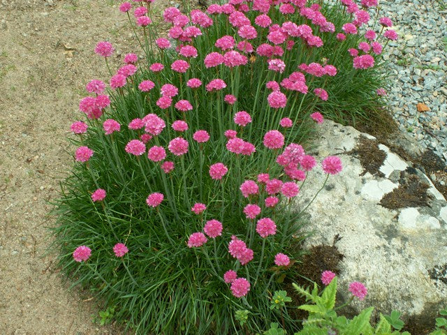Armeria maritima Splendens Select - Image 2