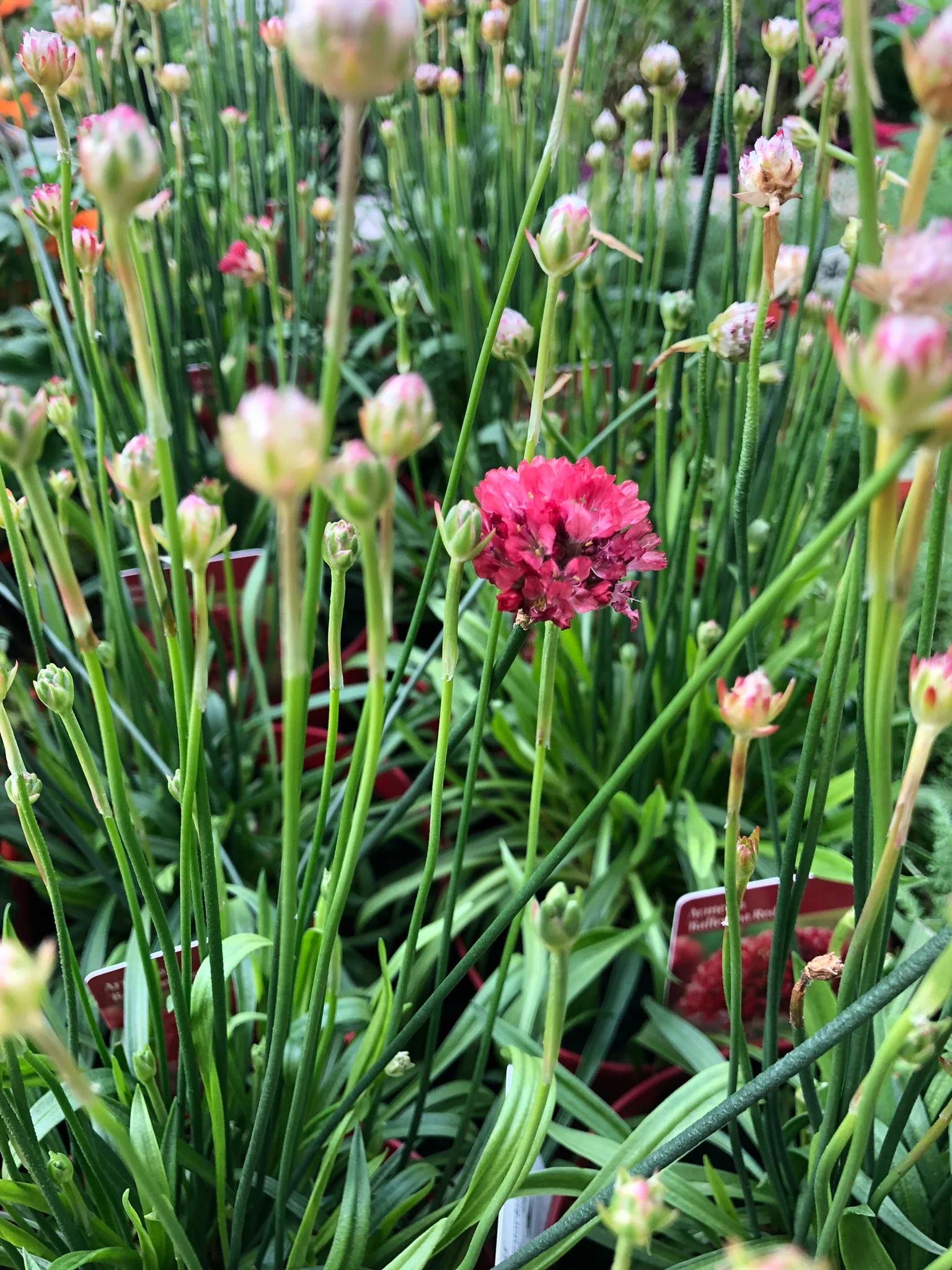 Armeria pseud. Ballerina Red  1.5 Ltr pot - Image 3