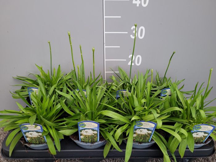 Armeria pseud.  Ballerina White - Image 2