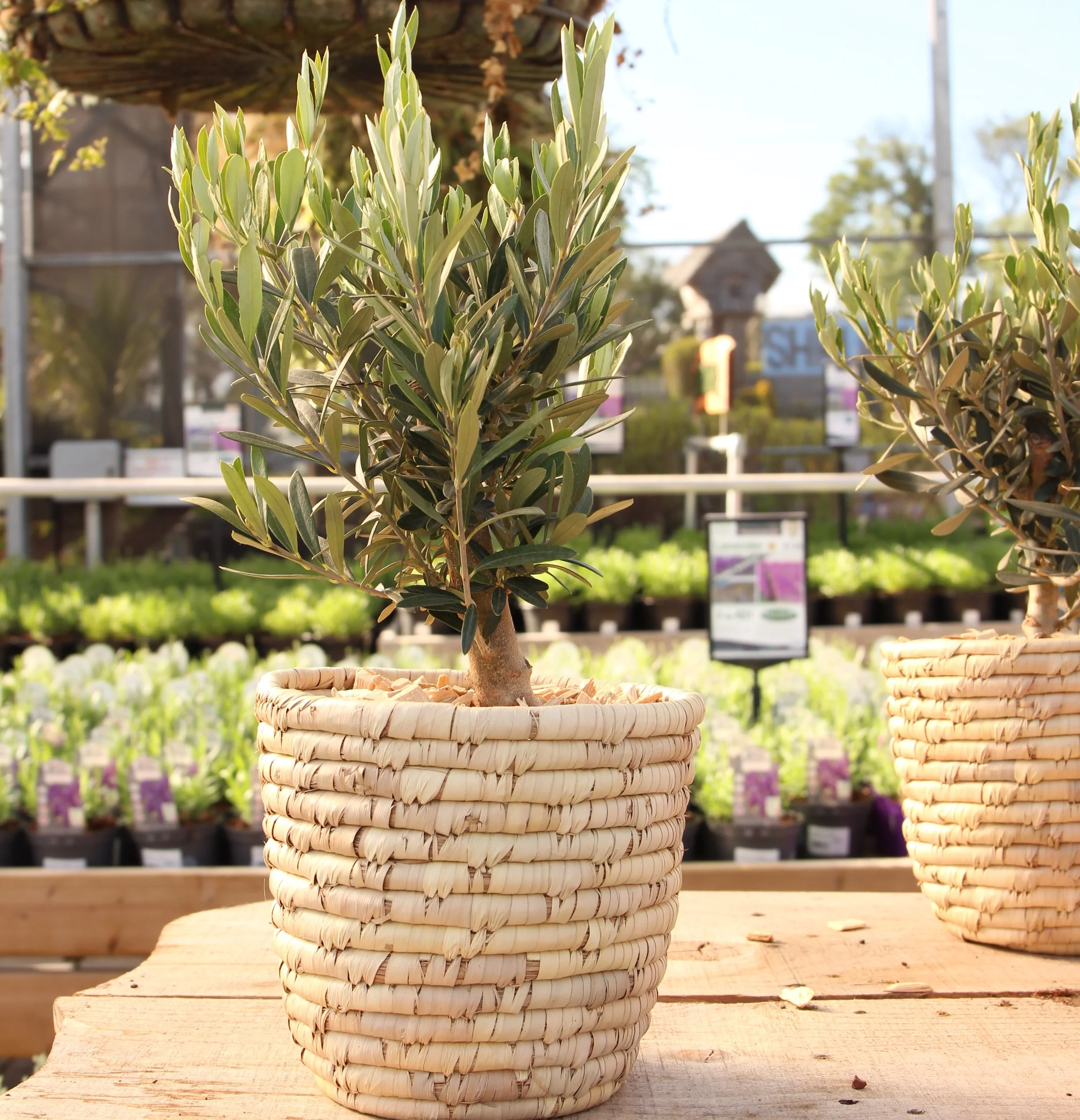 Arr. Garden plants basket 20 Olea Europaea Bush