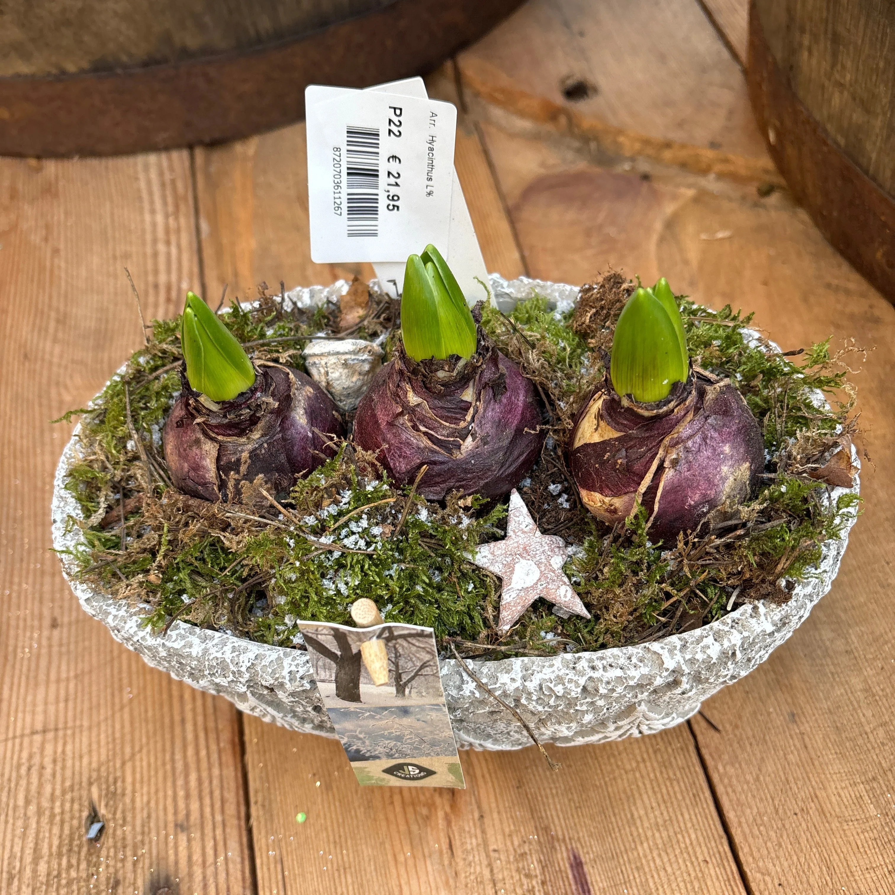 Arr. Hyacinthus Cement ov. x-mas tree decor 23x14cm - Image 2