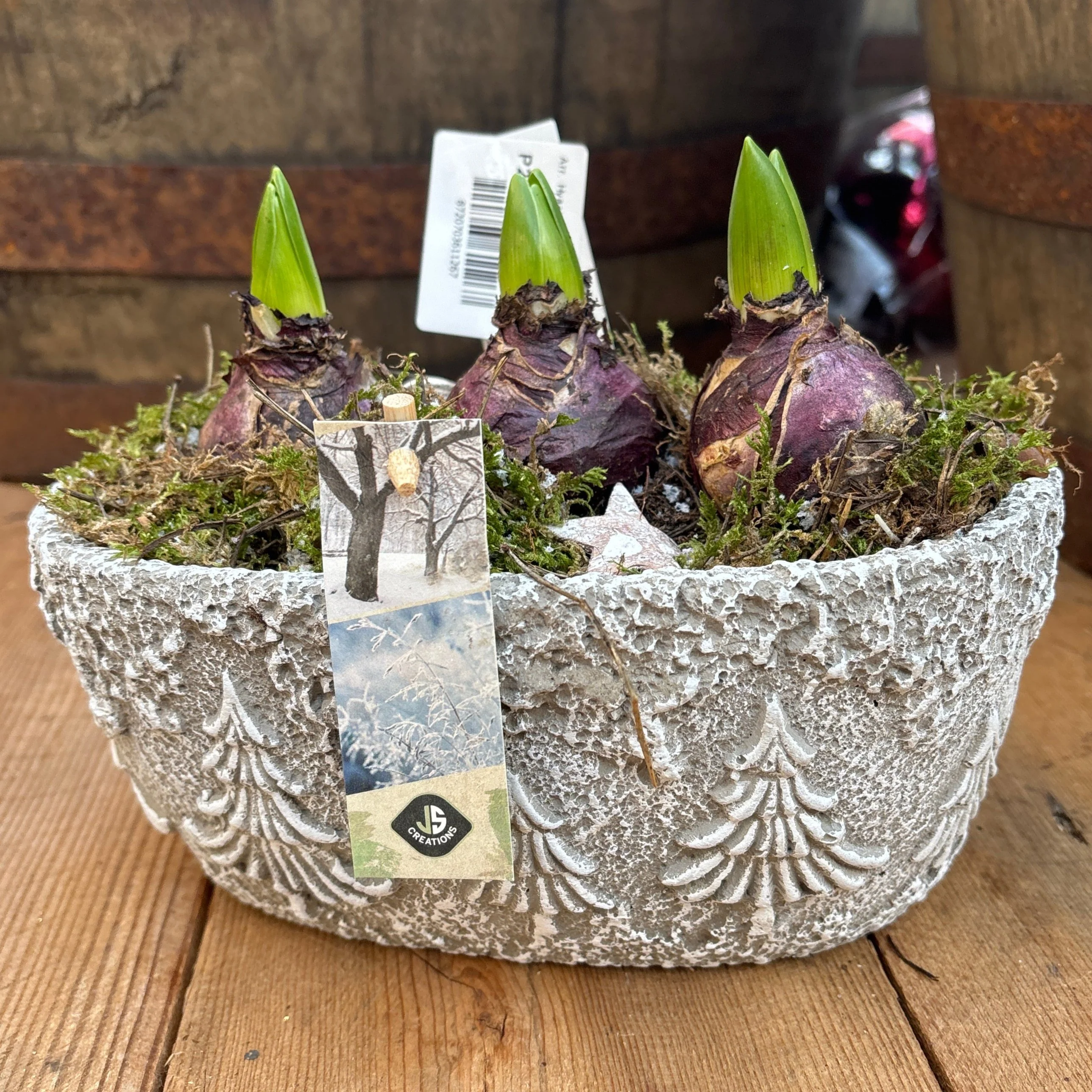 Arr. Hyacinthus Cement ov. x-mas tree decor 23x14cm - Image 3