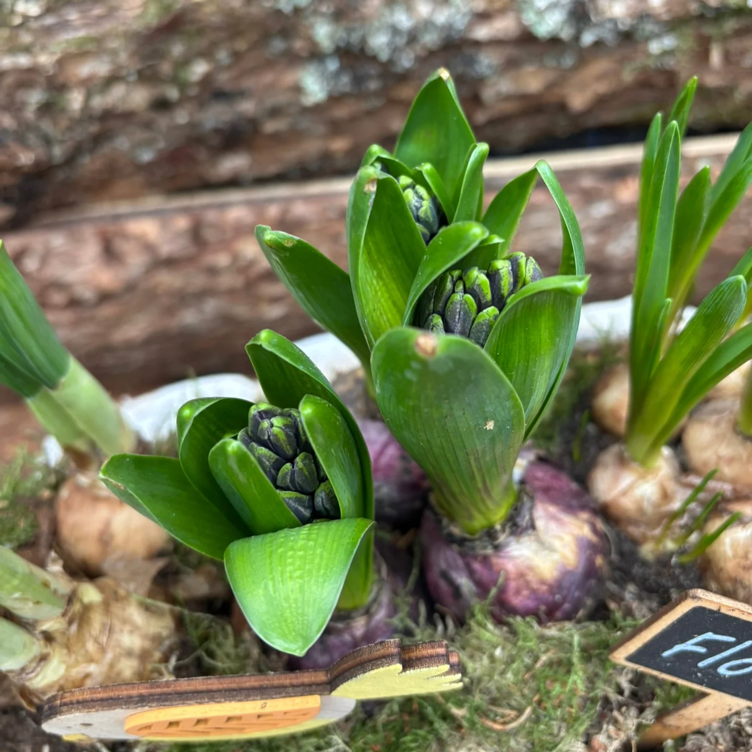 Arrangement Bloembollenmix in wood boot - Image 2
