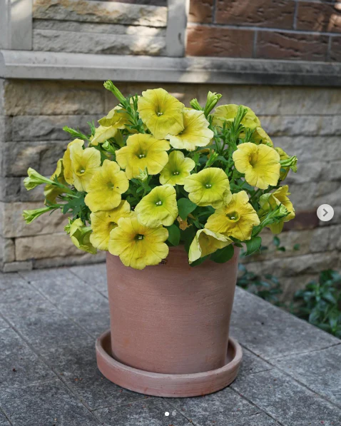Artisinal Terracotta Modern Cylinder 25cm/H23cm (Cilindro Moderne) - Image 3