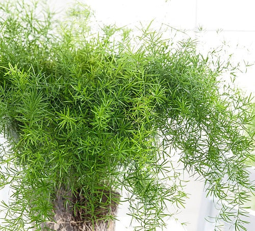 Asparagus dens. Sprengeri