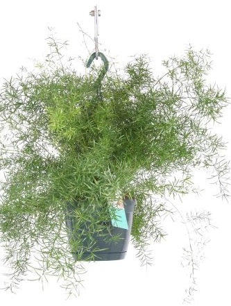 Asparagus dens. Sprengeri decorum - hanging pot