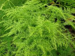 Asparagus Fern Asparagus Setaceus (6cm Pot) - Image 2