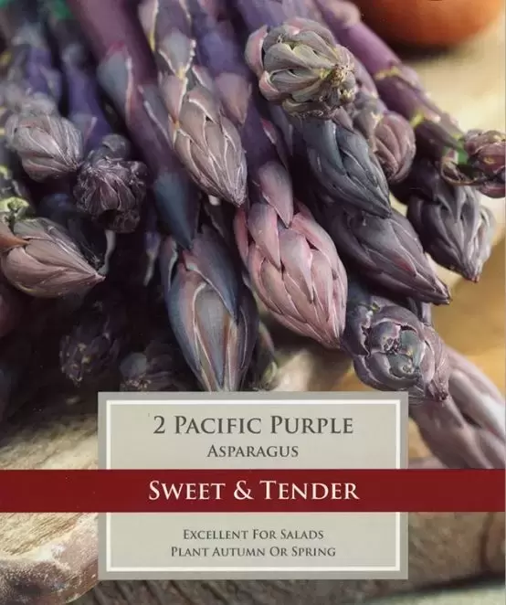 ASPARAGUS PACIFIC PURPLE 2