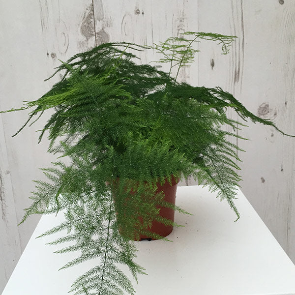 Asparagus setaceus