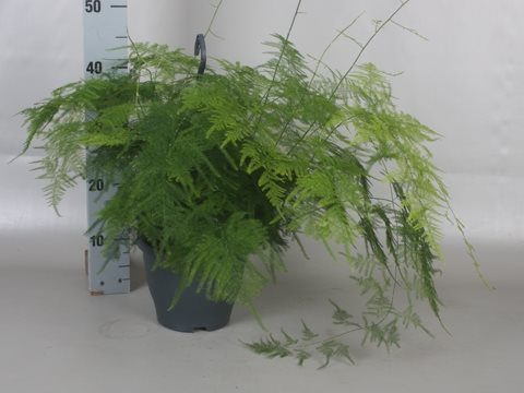 Asparagus setaceus P19, hanging pot - Image 2