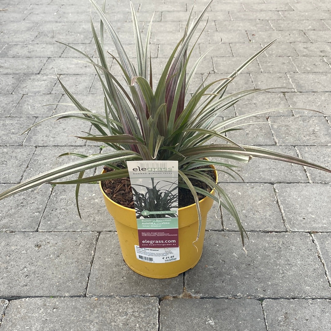 Astelia Silver Shadow  3 Ltr pot - Image 3